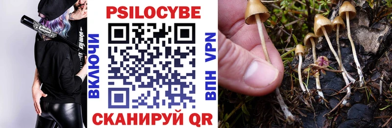 купить   Приволжск  Псилоцибиновые грибы Psilocybe 